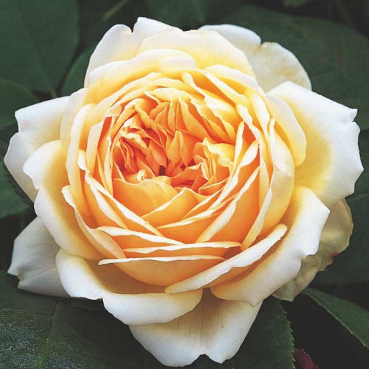 Fresh Judge the Obscure Rose Bush Flower Seeds, 30 seeds