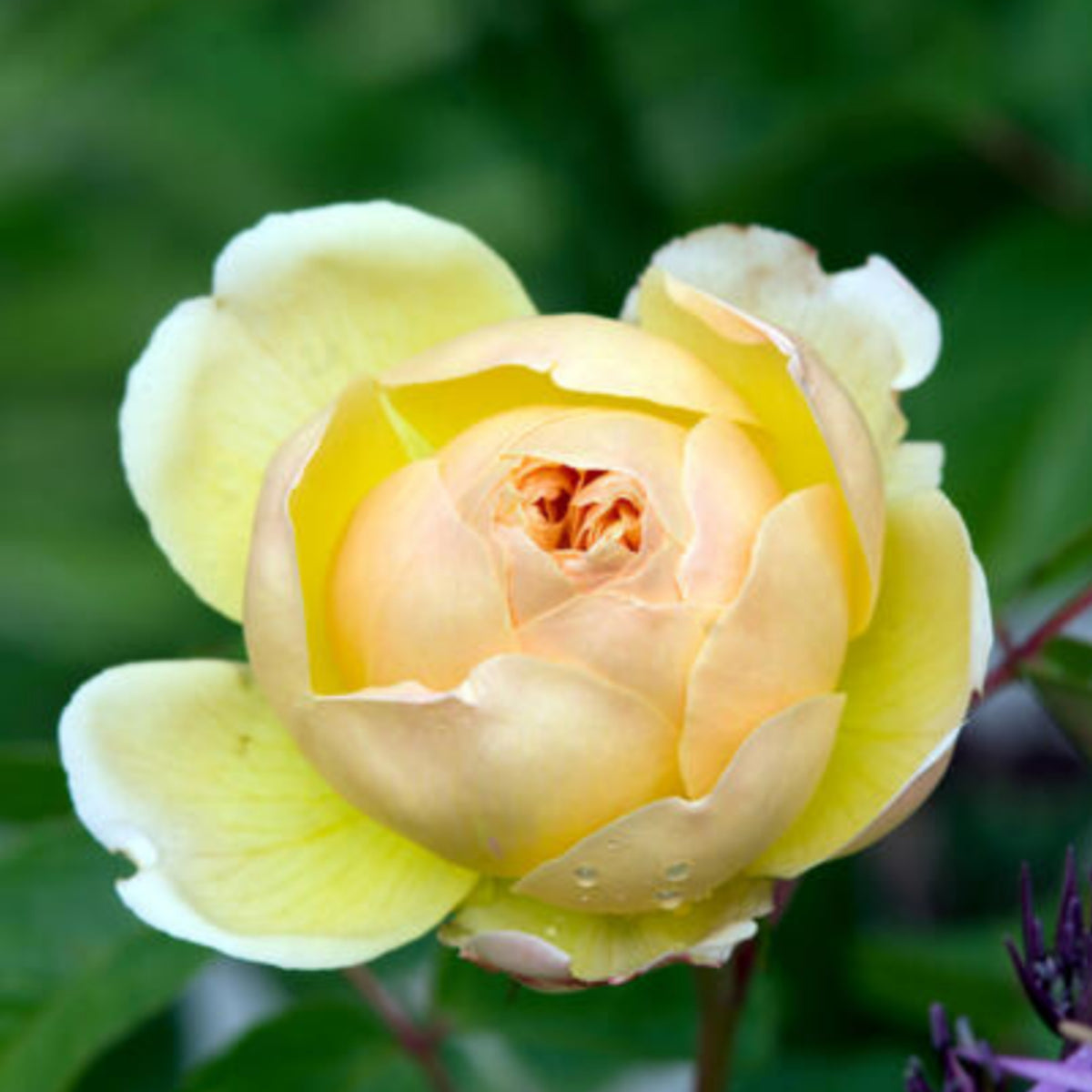 Fresh Judge the Obscure Rose Bush Flower Seeds, 30 seeds
