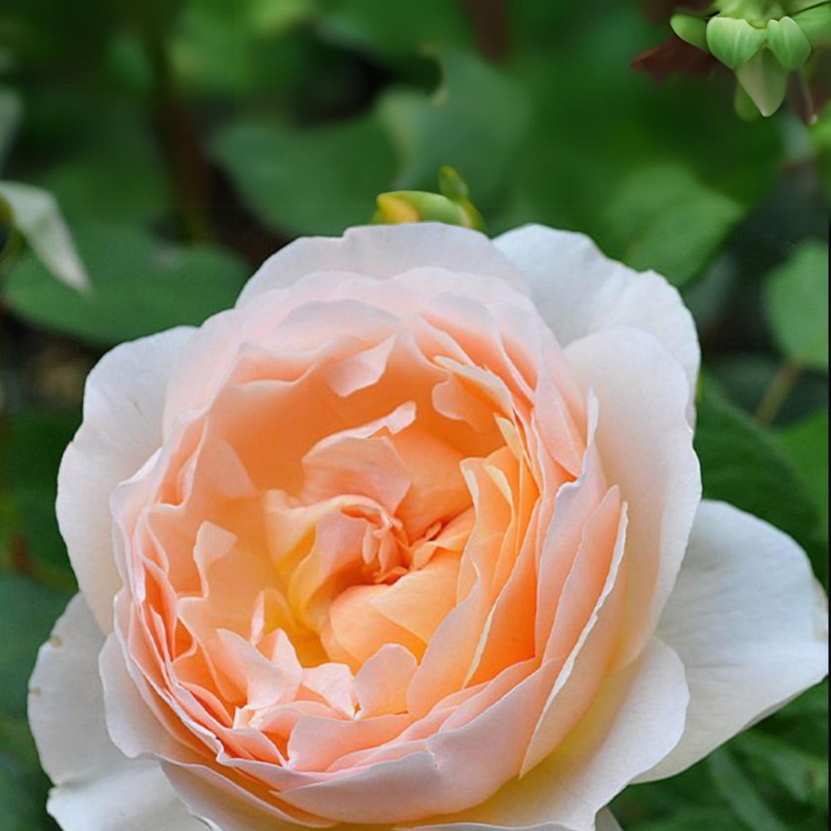 Fresh Judge the Obscure Rose Bush Flower Seeds, 30 seeds