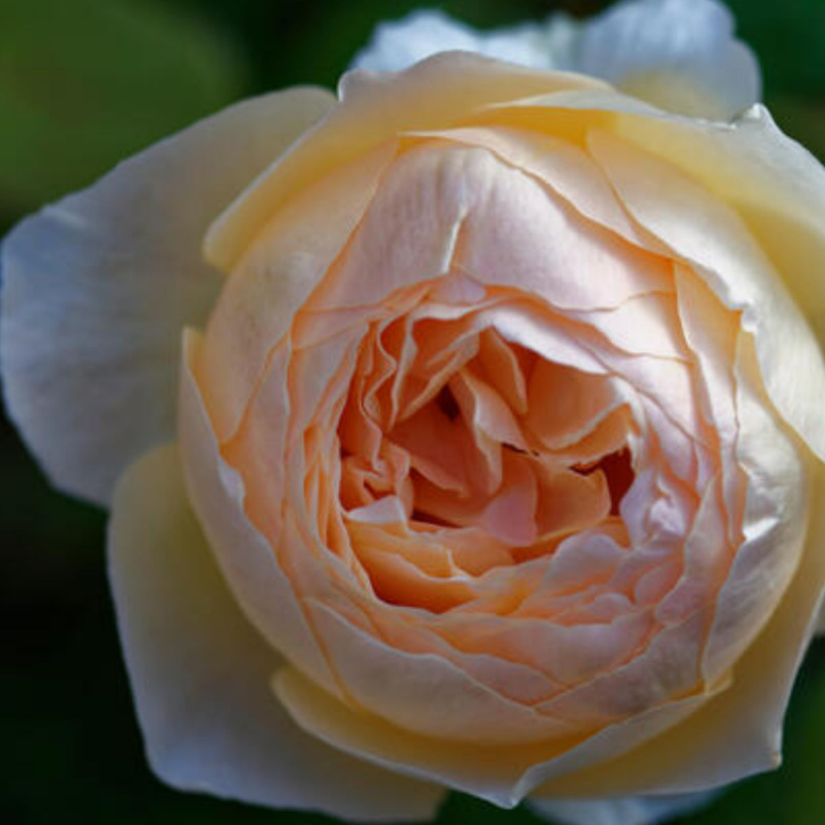 Fresh Judge the Obscure Rose Bush Flower Seeds, 30 seeds