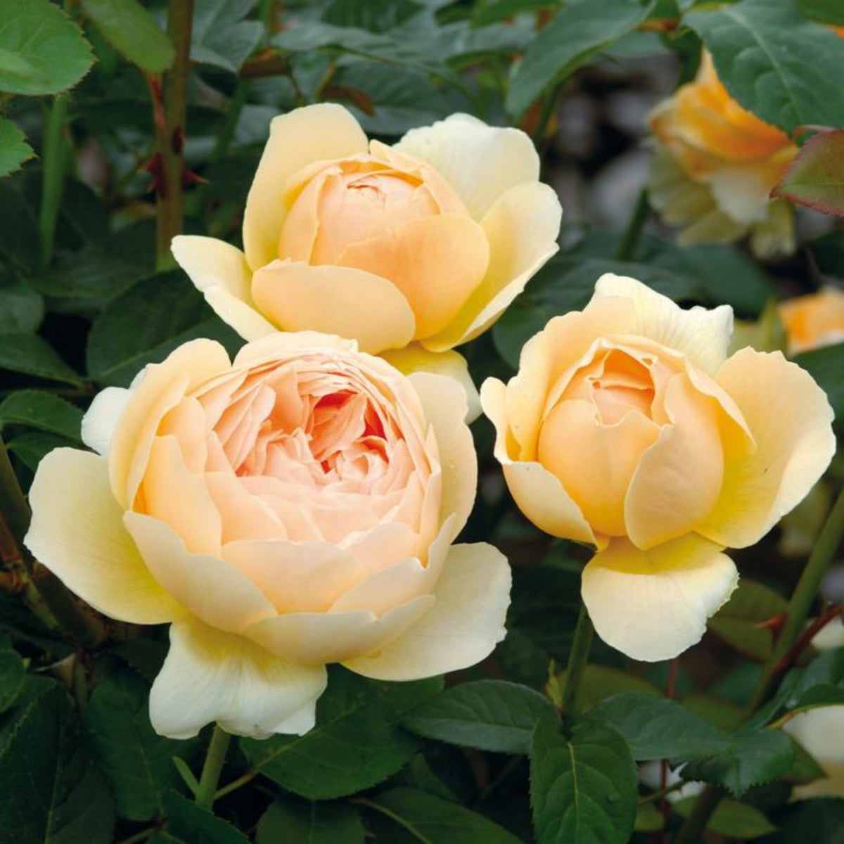 Fresh Judge the Obscure Rose Bush Flower Seeds, 30 seeds