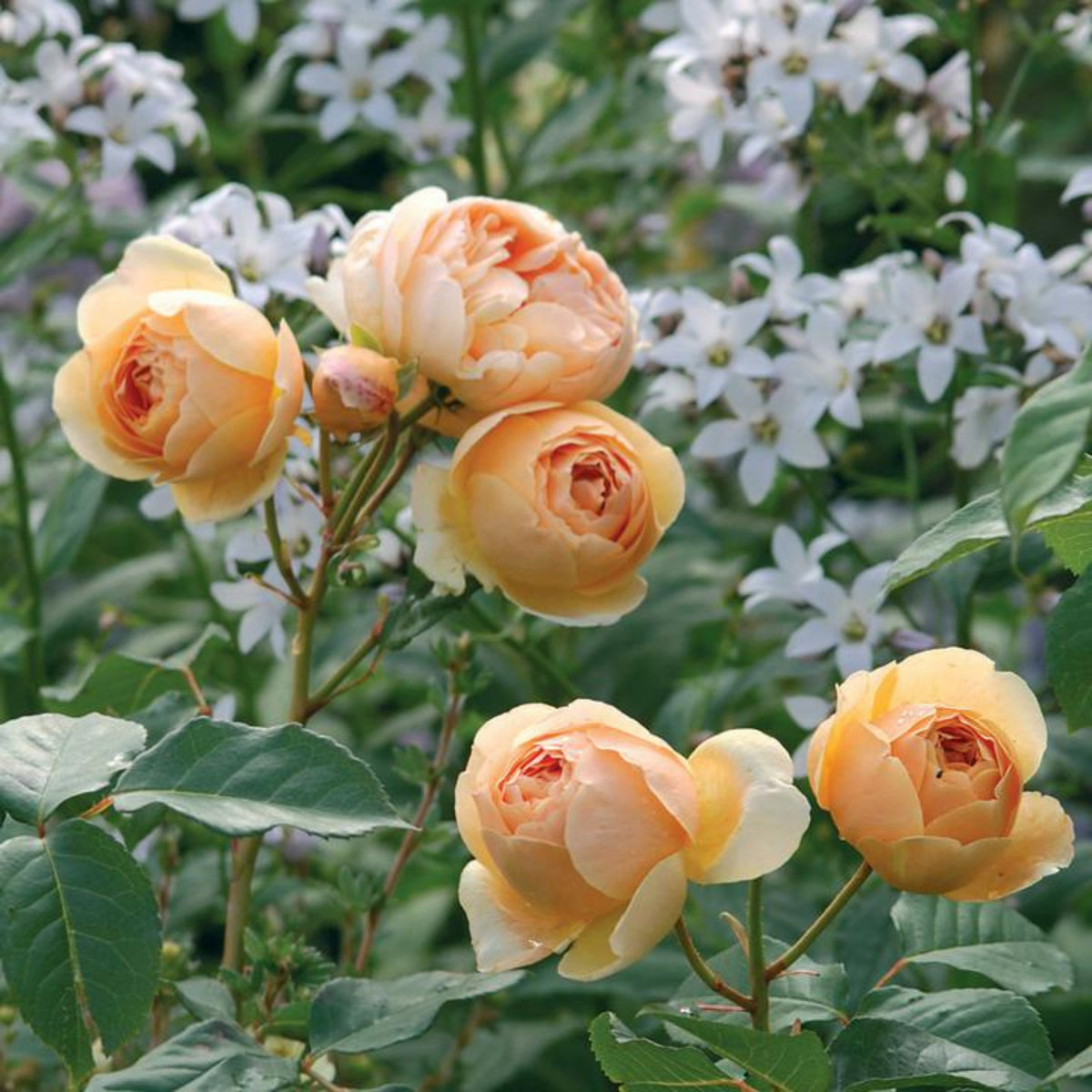 Fresh Judge the Obscure Rose Bush Flower Seeds, 30 seeds