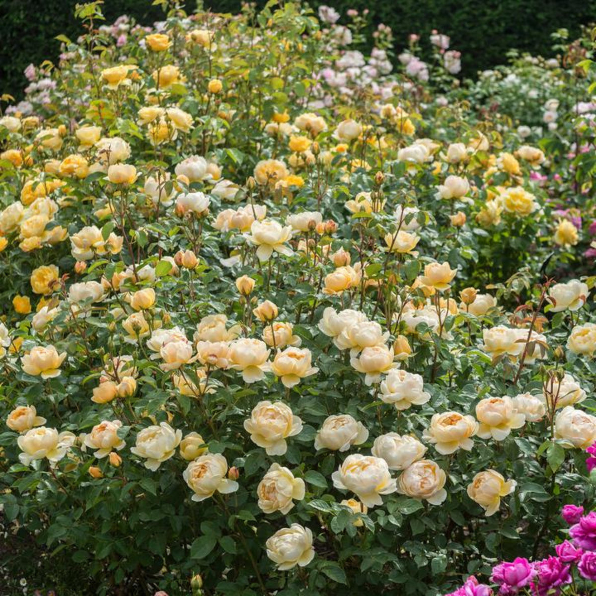 Fresh Judge the Obscure Rose Bush Flower Seeds, 30 seeds