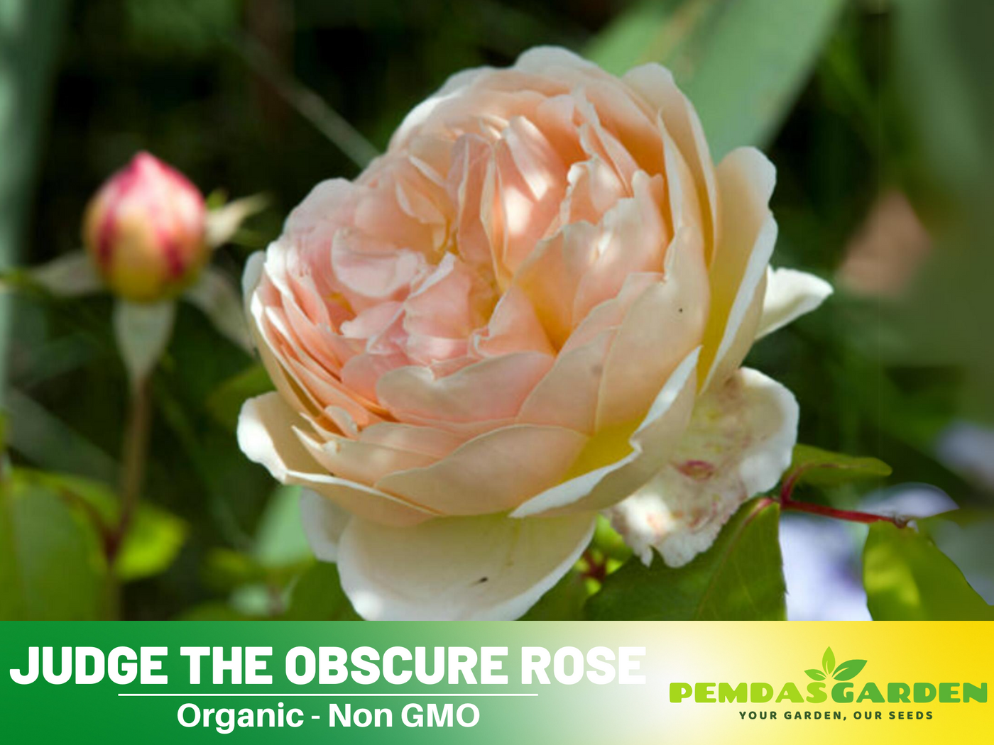 jude rose seeds 30 Rare Seeds| Fresh Judge The Obscure Rose Bush Flower Seeds