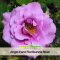 30 Rare Seeds| Angel Face Floribunda Rose #1122