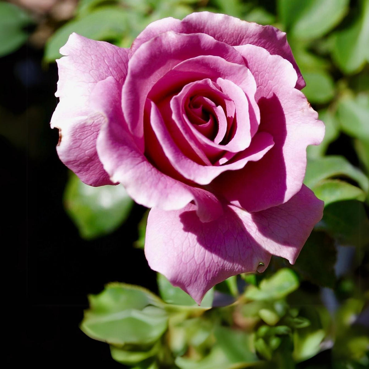 Angel Face Floribunda Rose Seeds, 30 seeds