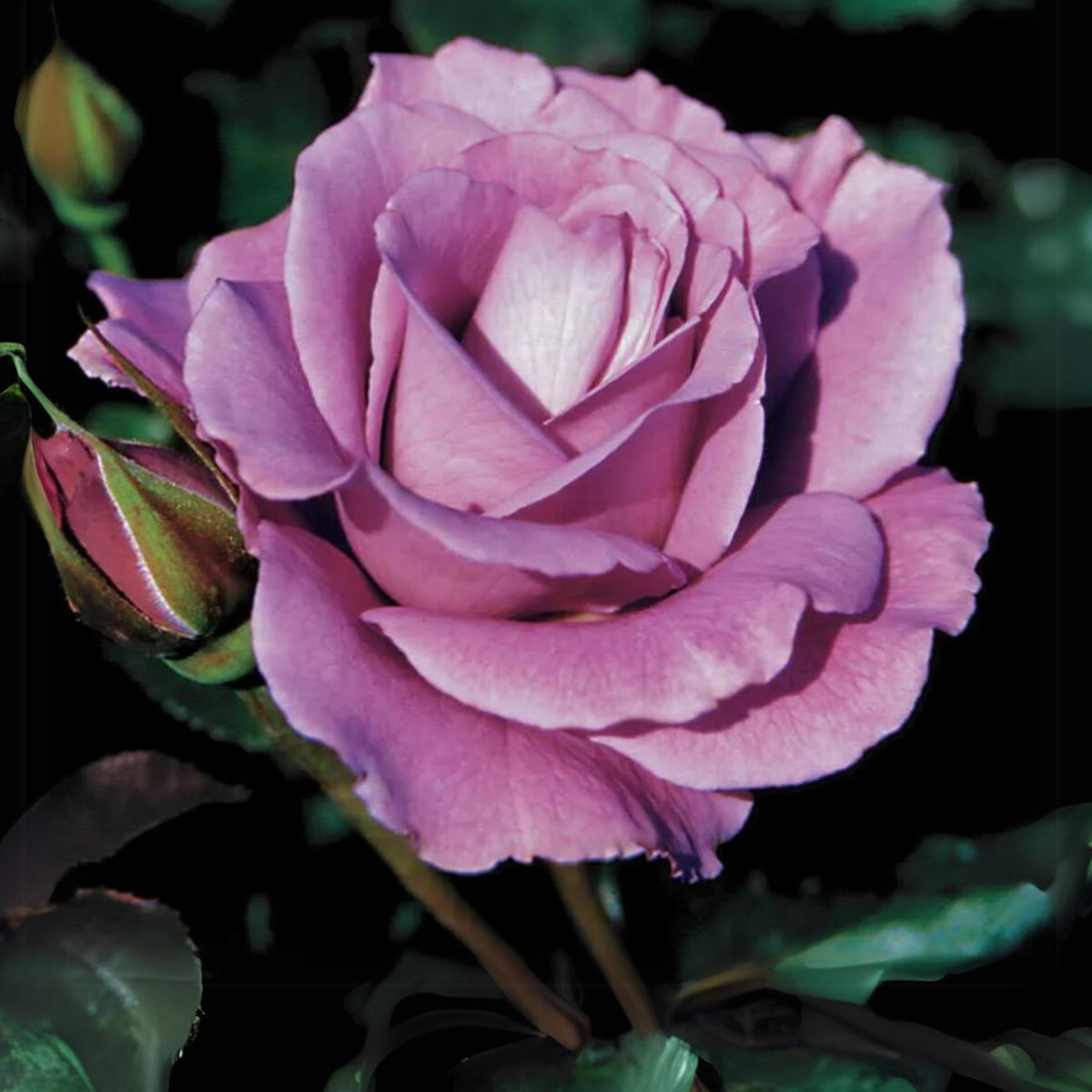 Angel Face Floribunda Rose Seeds, 30 seeds