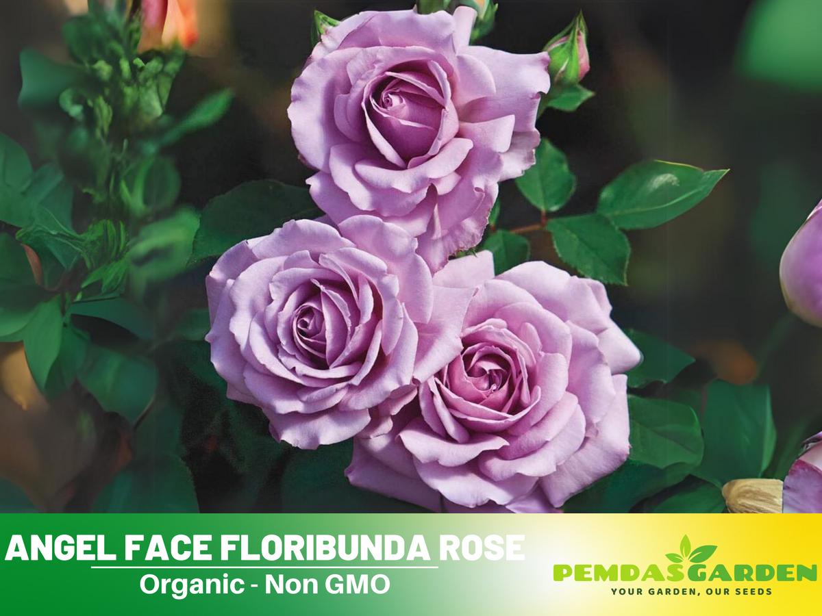 30 Rare Seeds| Angel Face Floribunda Rose #1122