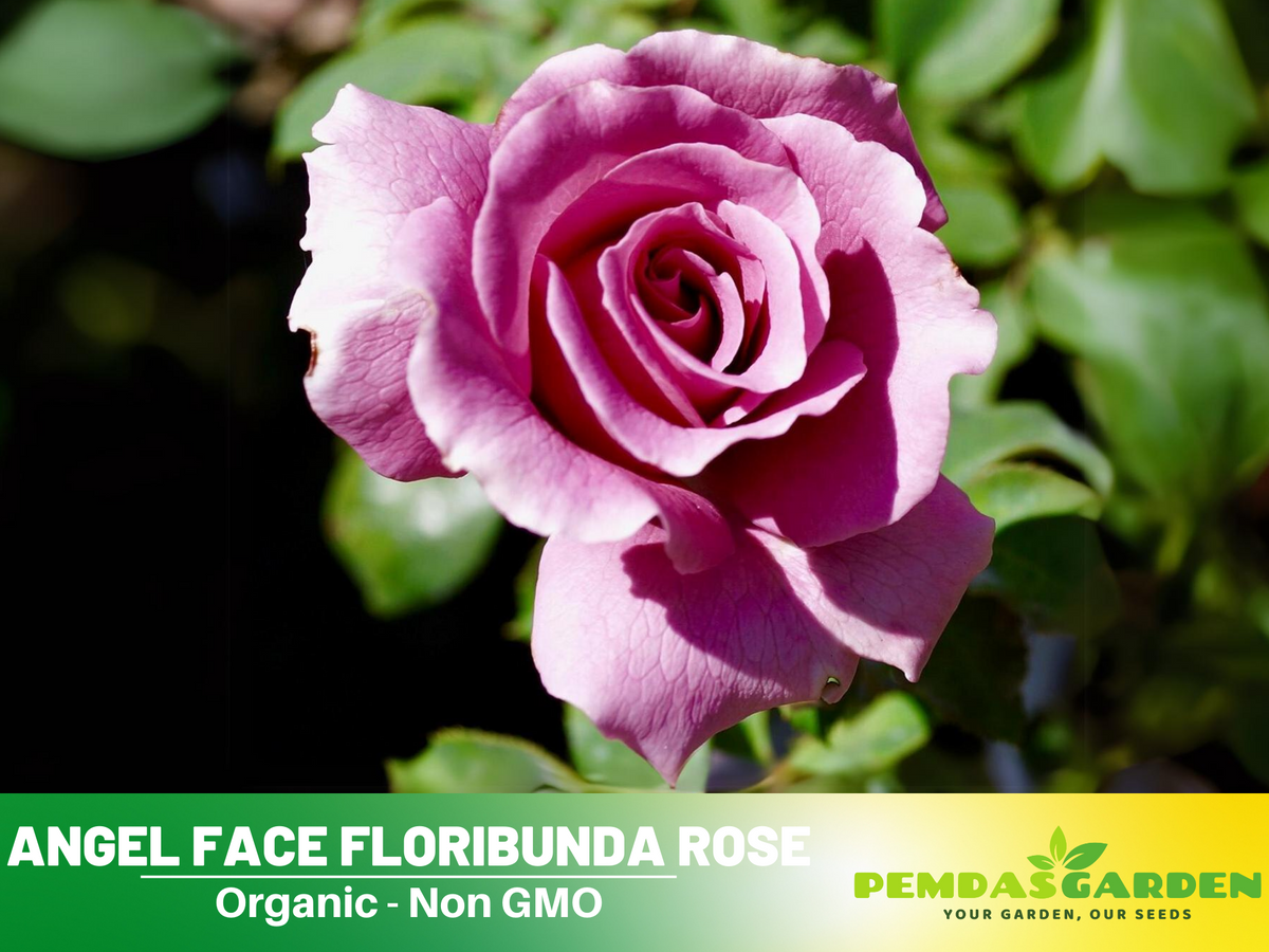 30 Rare Seeds| Angel Face Floribunda Rose #1122