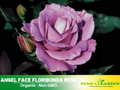 30 Rare Seeds| Angel Face Floribunda Rose #1122