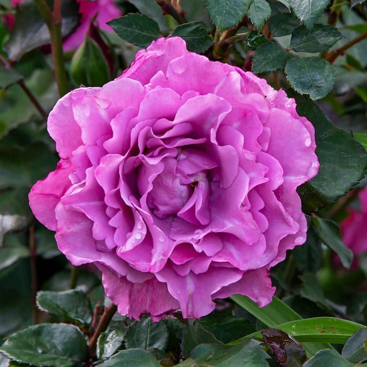 Angel Face Floribunda Rose Seeds, 30 seeds