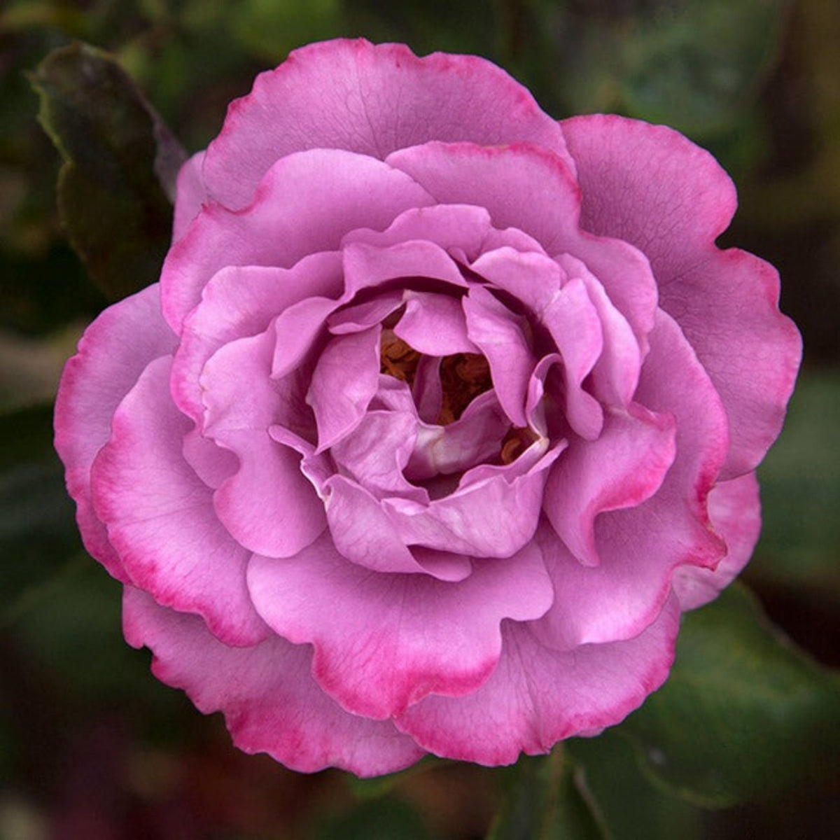 Angel Face Floribunda Rose Seeds, 30 seeds