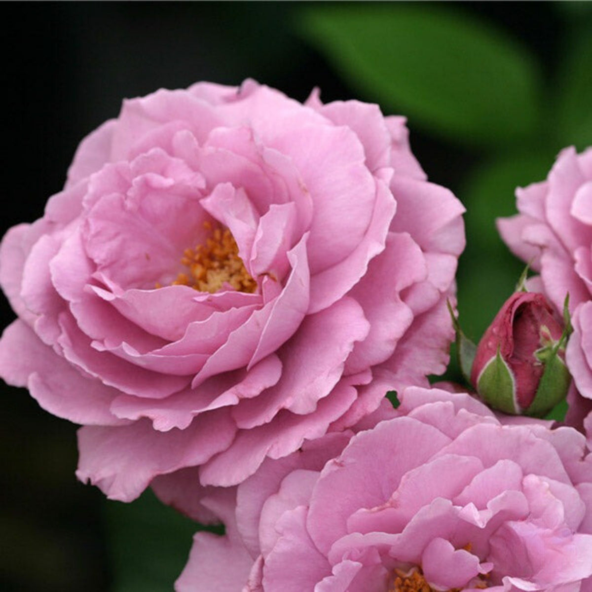 Angel Face Floribunda Rose Seeds, 30 seeds