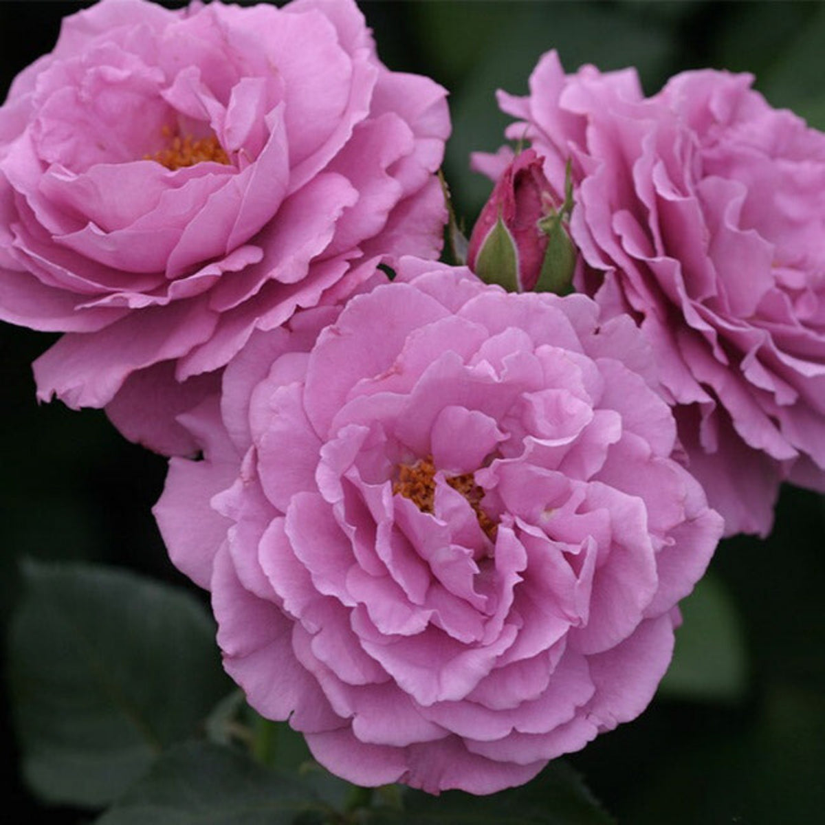 Angel Face Floribunda Rose Seeds, 30 seeds