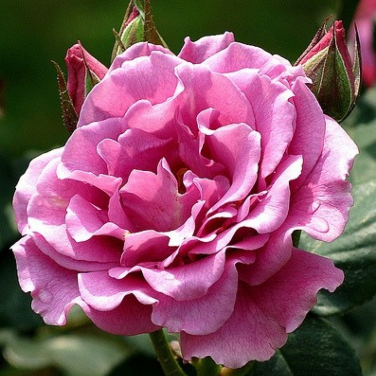 Angel Face Floribunda Rose Seeds, 30 seeds