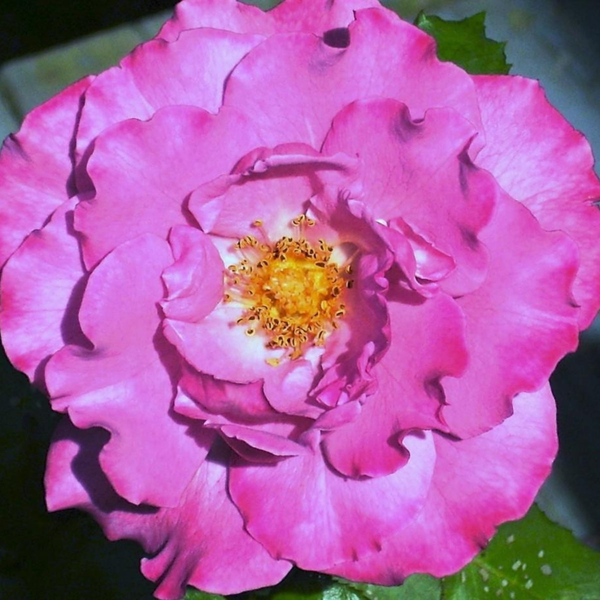 Angel Face Floribunda Rose Seeds, 30 seeds