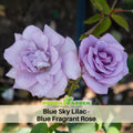 30 Rare Seeds| Blue Sky Lilac - Blue Fragrant Rose Flower Seeds #1123