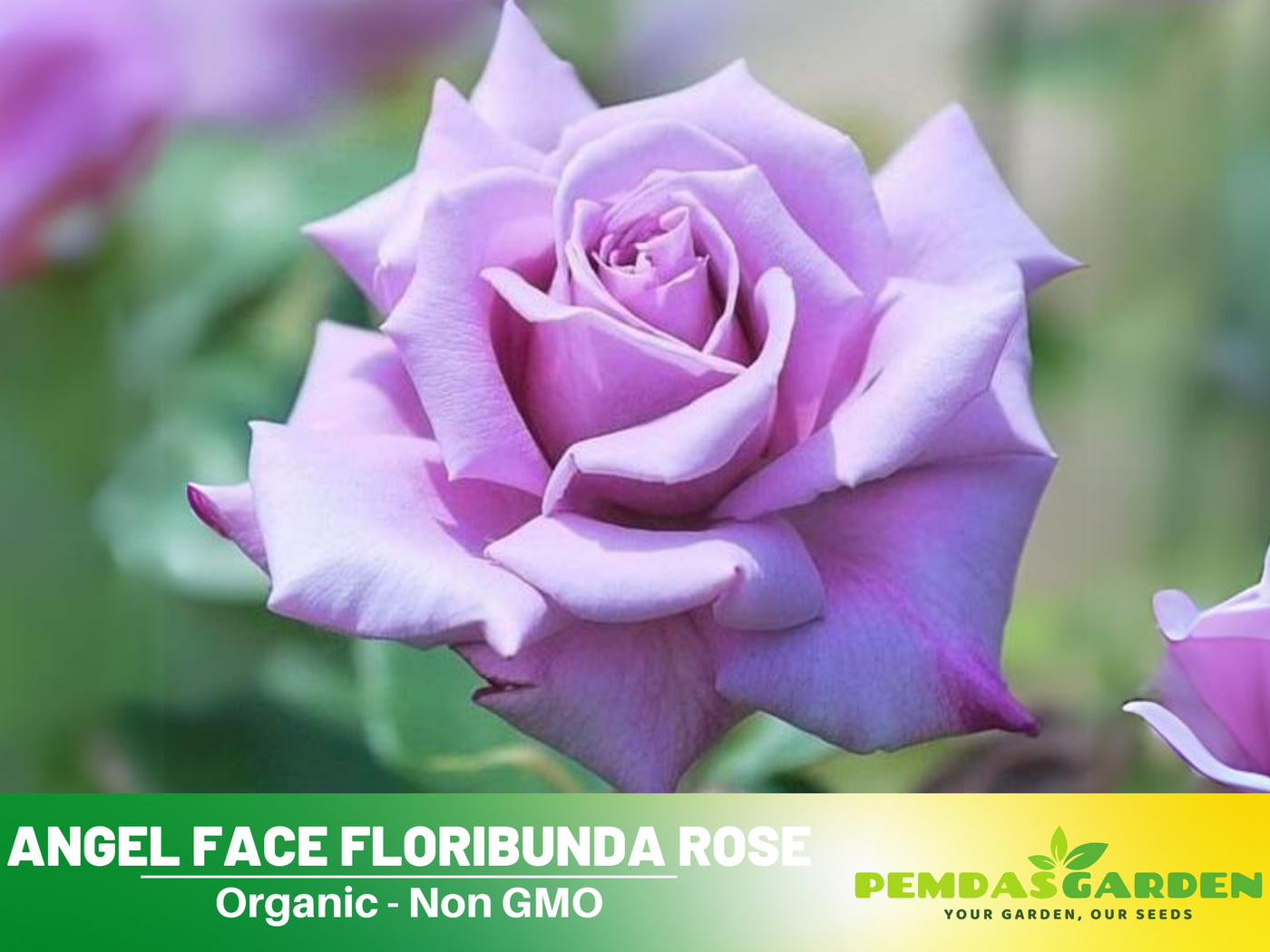 lavender rose seeds 30 Rare Seeds| Blue Sky Lilac