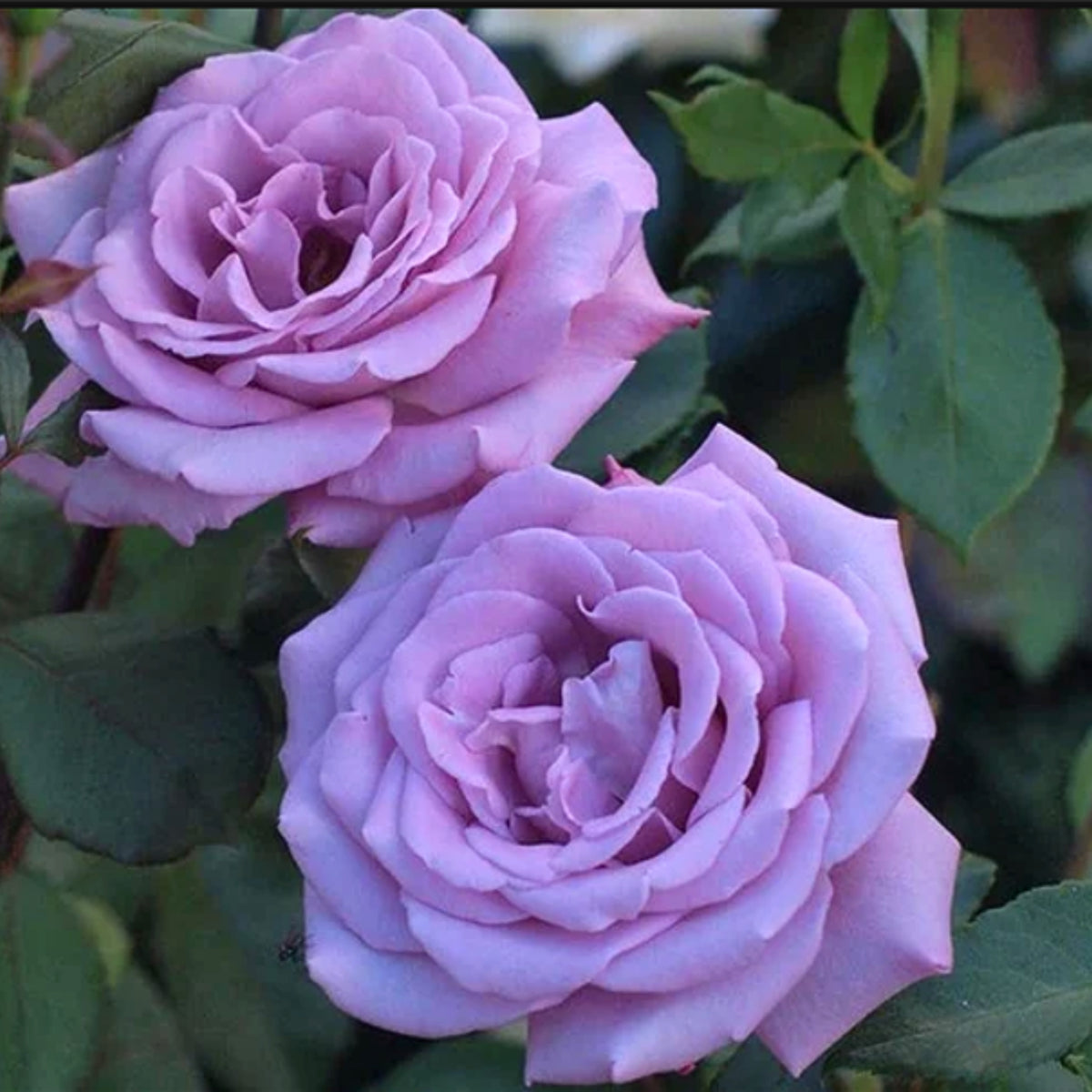 Blue Sky Lilac Seeds, 30 seeds