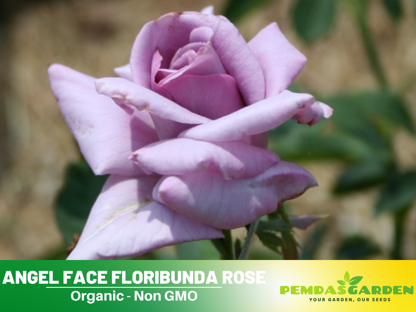 fragrant rose seeds 30 Rare Seeds| Blue Sky Lilac
