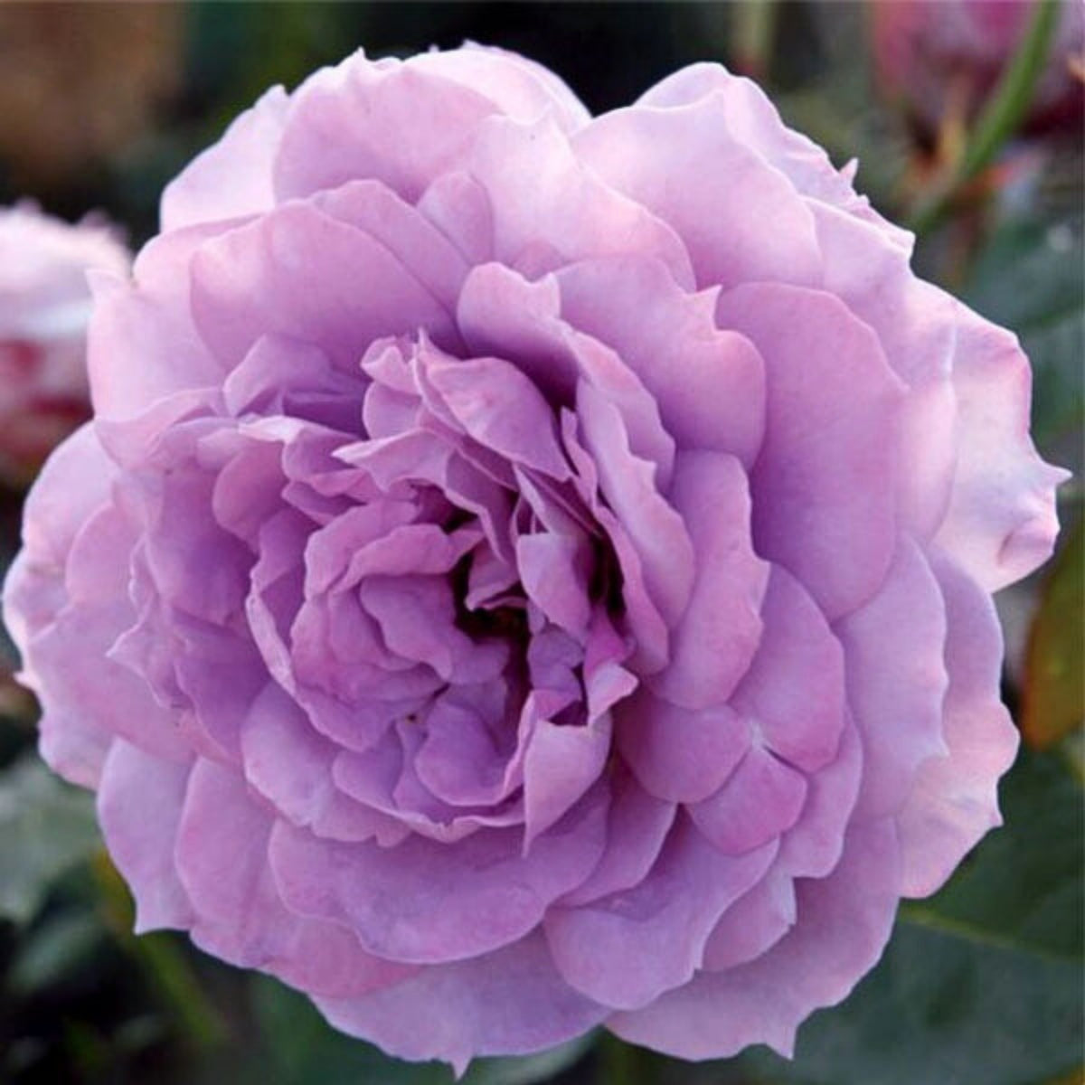 Blue Sky Lilac Seeds, 30 seeds