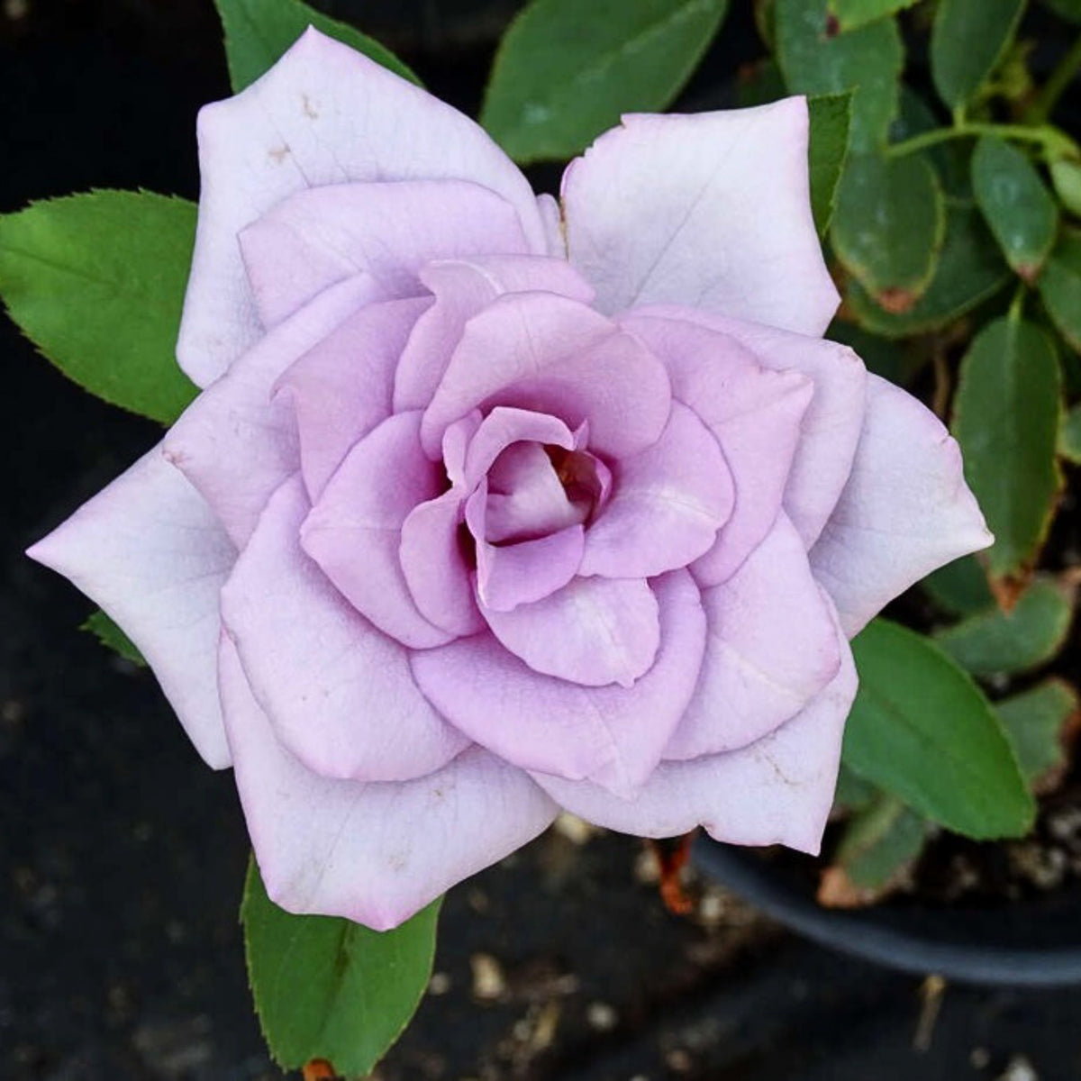 Blue Sky Lilac Seeds, 30 seeds