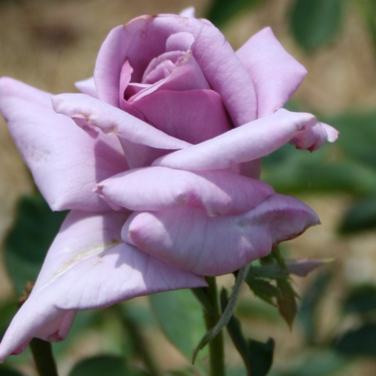 Blue Sky Lilac Seeds, 30 seeds