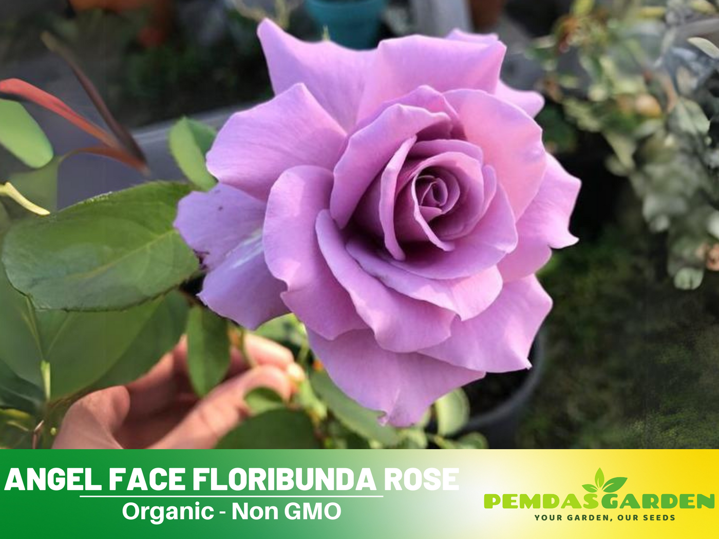 scented rose seeds 30 Rare Seeds| Blue Sky Lilac