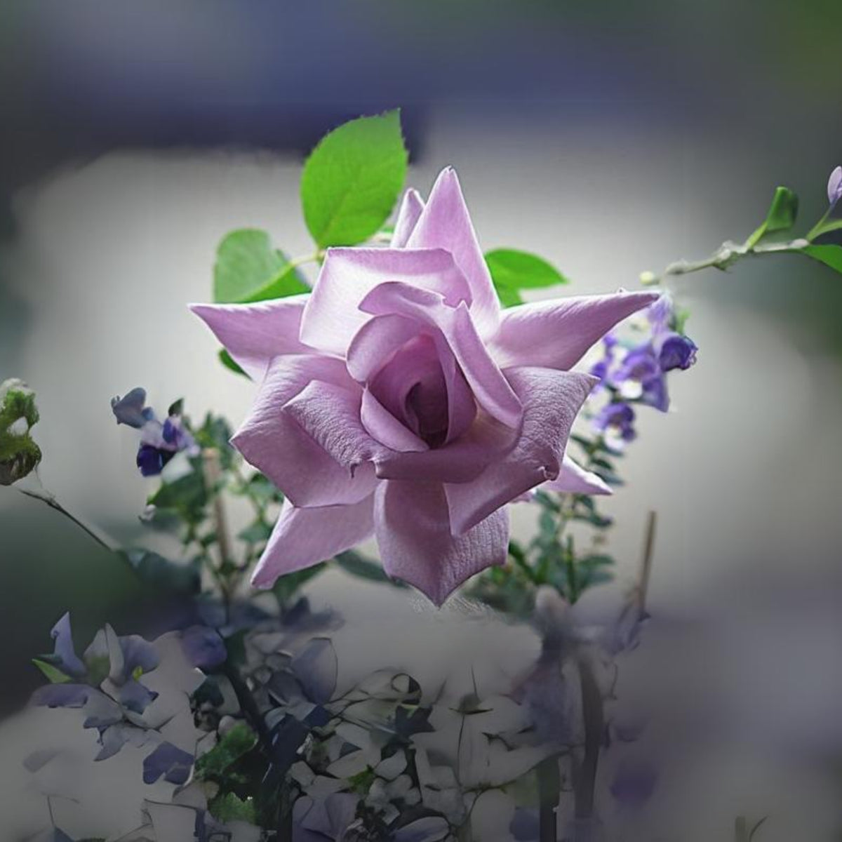 Blue Sky Lilac Seeds, 30 seeds