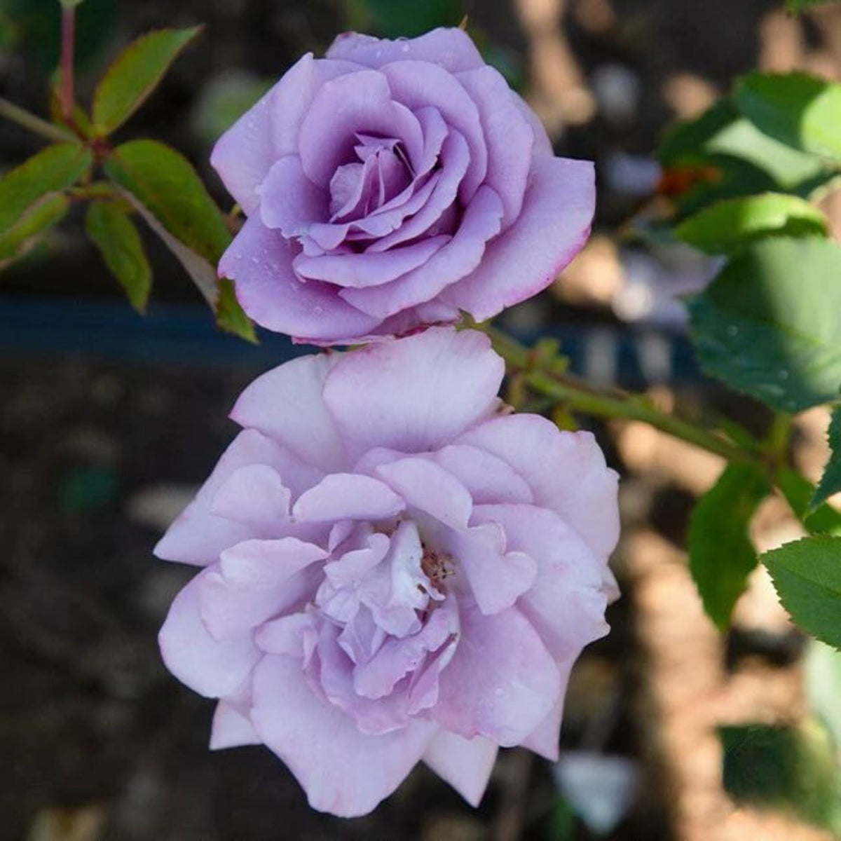 Blue Sky Lilac Seeds, 30 seeds