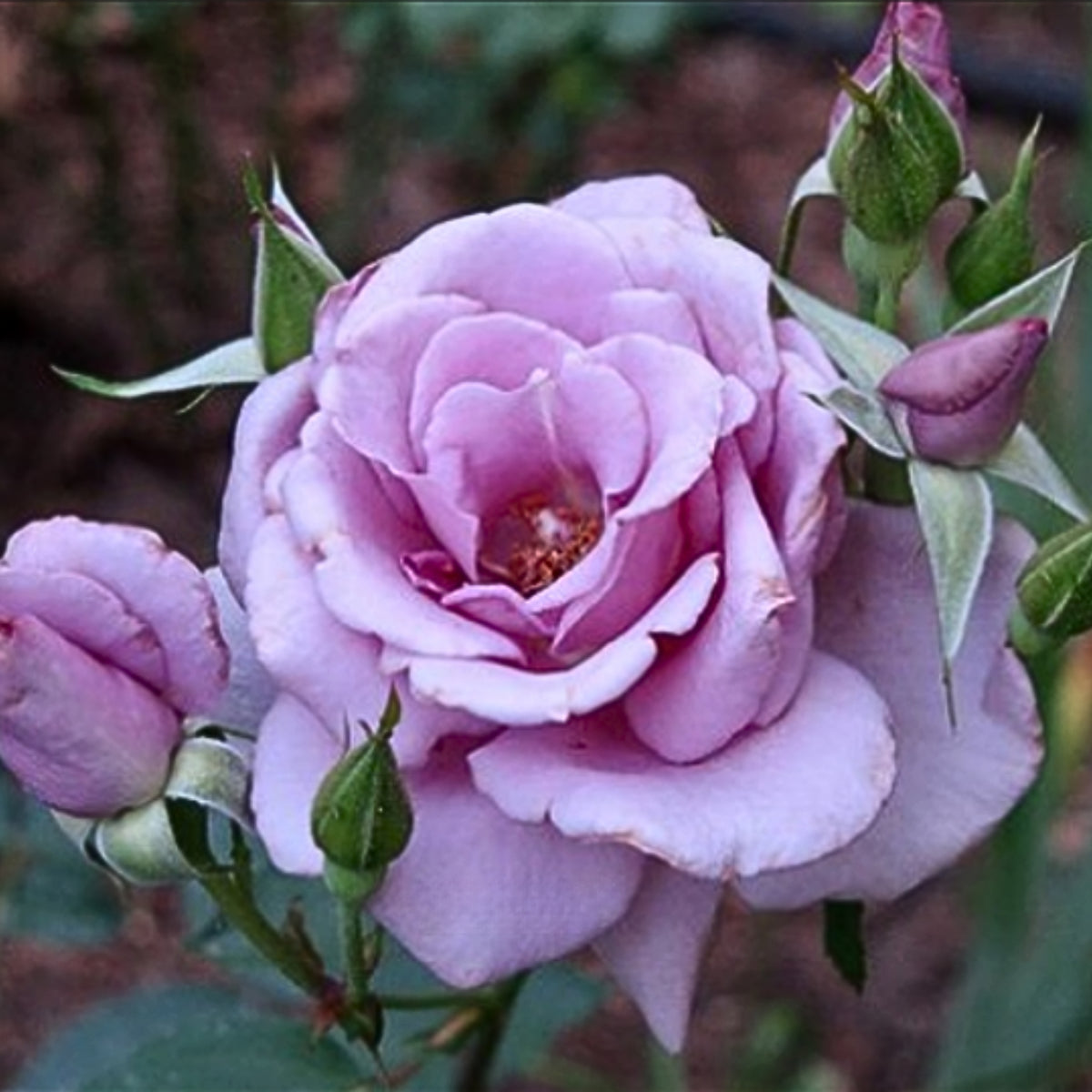Blue Sky Lilac Seeds, 30 seeds