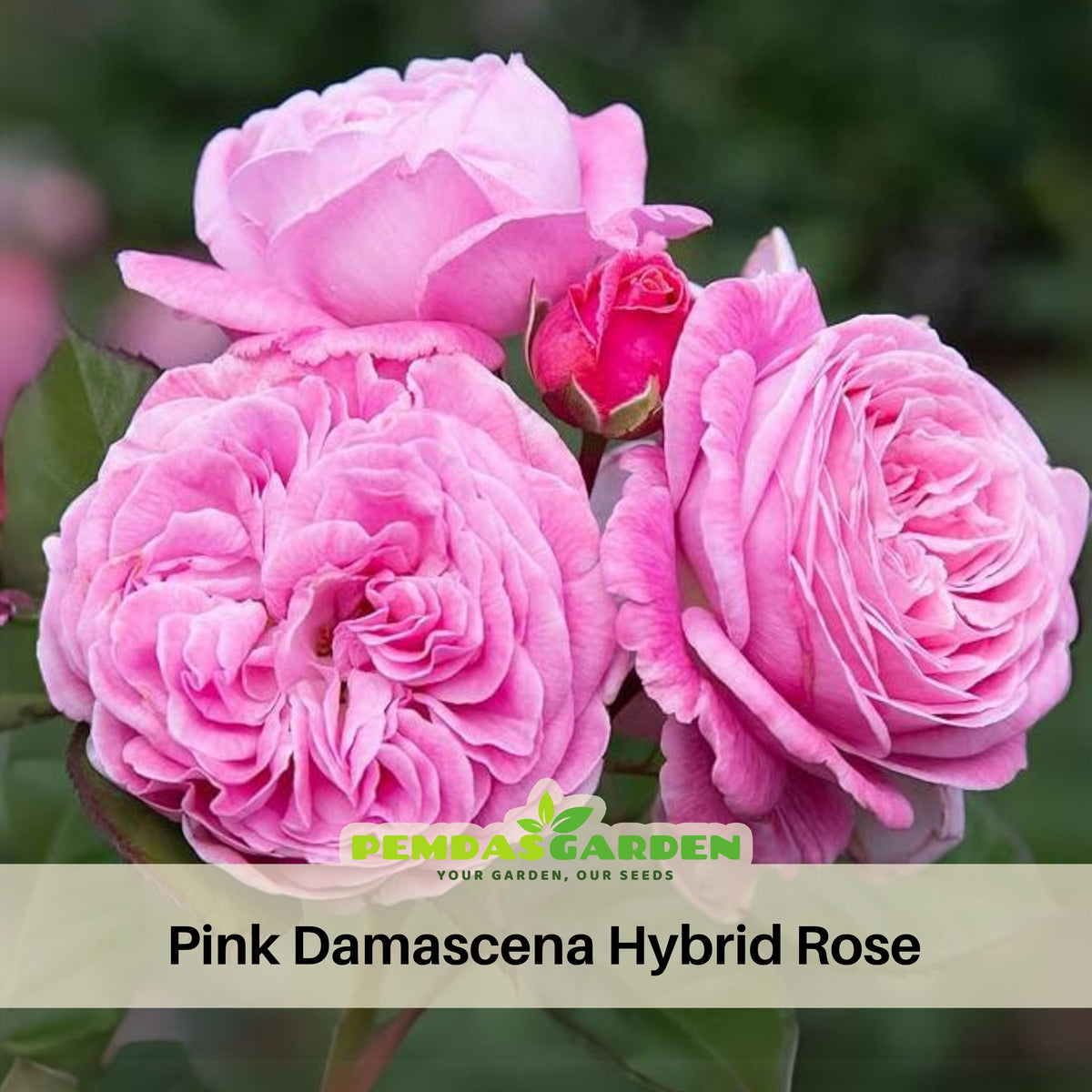 Rose Damascena Hybrid, Fresh Exotic Pink Rose Seeds, 30 seeds
