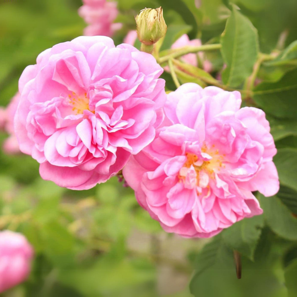 Rose Damascena Hybrid, Fresh Exotic Pink Rose Seeds, 30 seeds