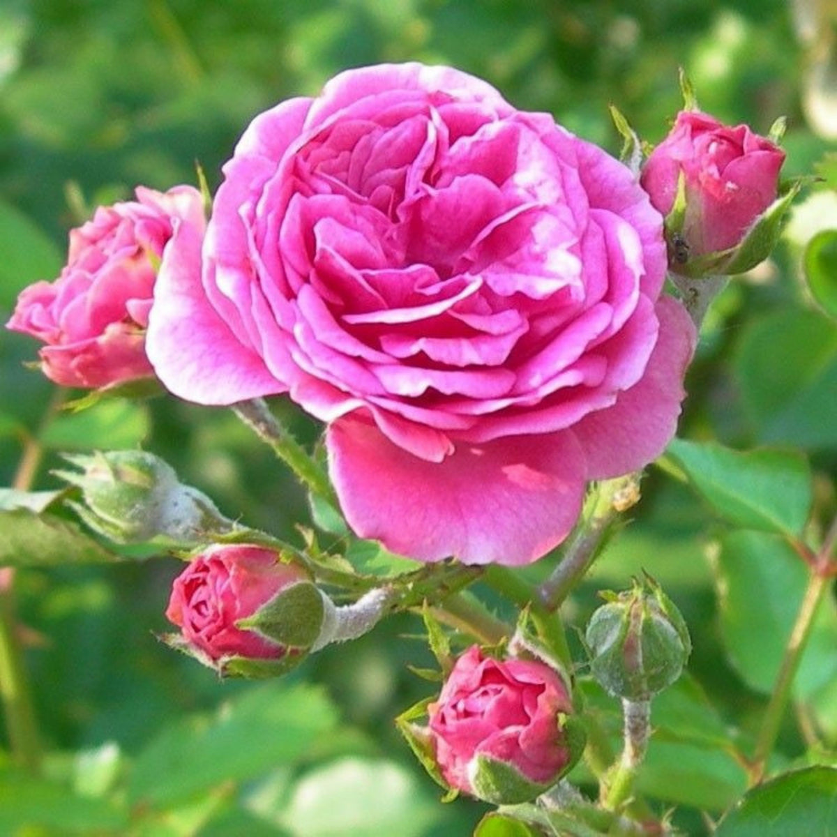 Rose Damascena Hybrid, Fresh Exotic Pink Rose Seeds, 30 seeds