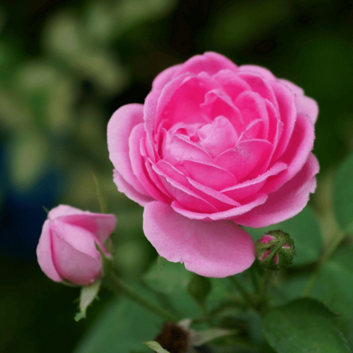 Rose Damascena Hybrid, Fresh Exotic Pink Rose Seeds, 30 seeds