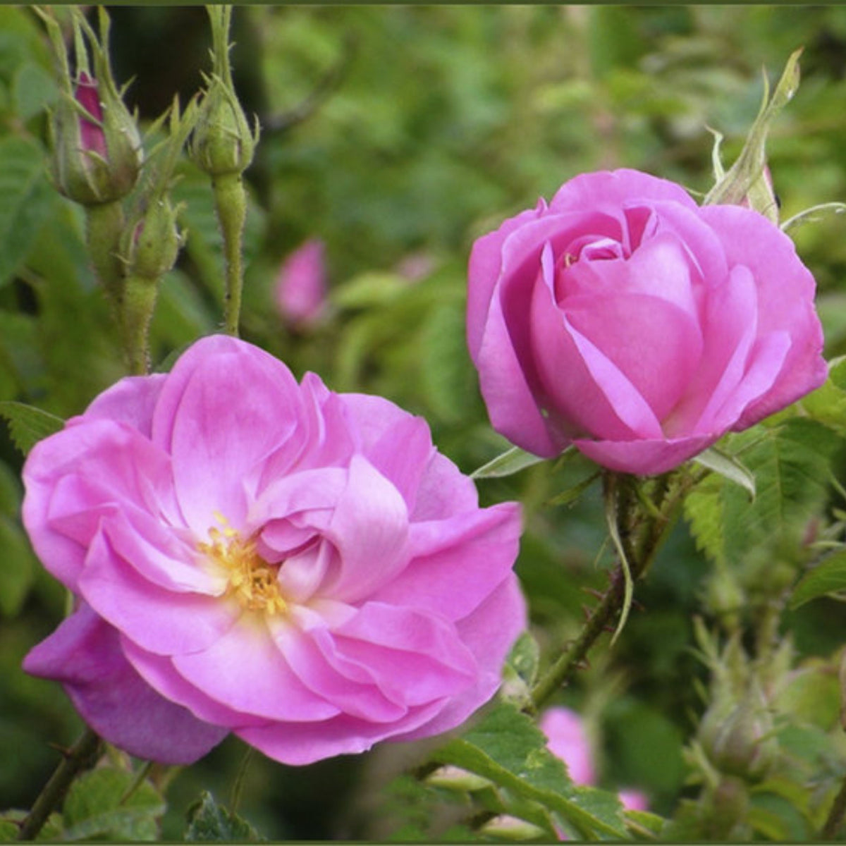 Rose Damascena Hybrid, Fresh Exotic Pink Rose Seeds, 30 seeds