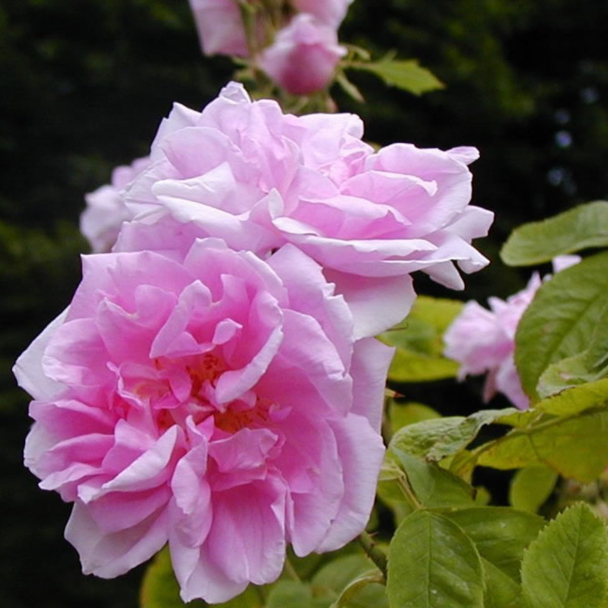 Rose Damascena Hybrid, Fresh Exotic Pink Rose Seeds, 30 seeds