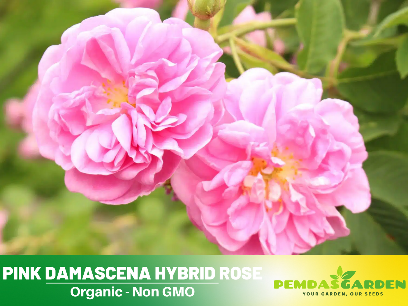 hybrid rose seeds 30 Rare Seeds| Rose Hybrid, Fresh Pink Rose, vegetable seed, herb seed – PEMDASGARDEN