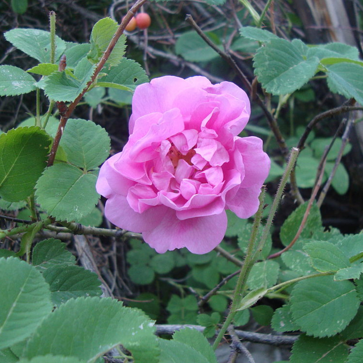 Pink Rose Hybrid Seeds, 30 seeds