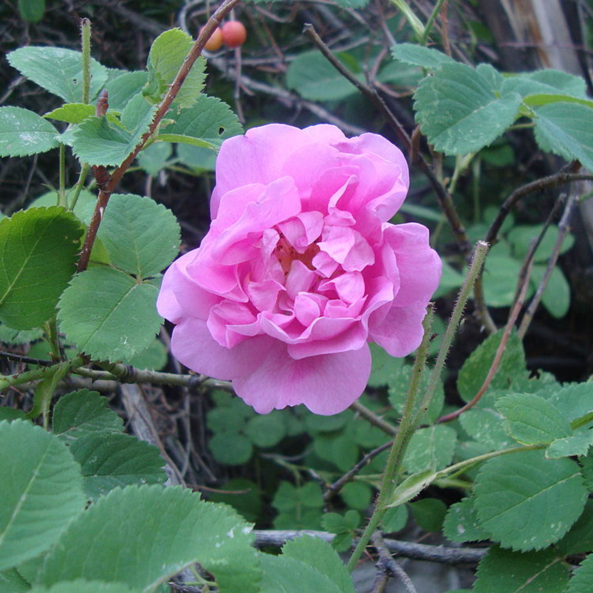 Rose Damascena Hybrid, Fresh Exotic Pink Rose Seeds, 30 seeds