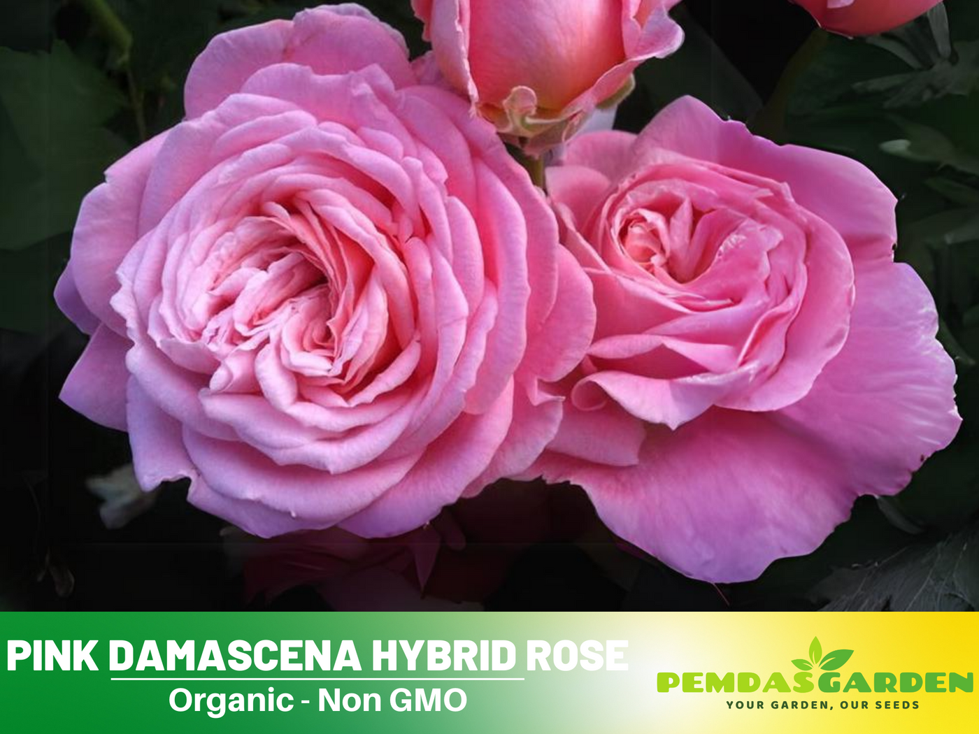 rare garden seeds 30 Rare Seeds| Rose Hybrid, Fresh Pink Rose, vegetable seed, herb seed – PEMDASGARDEN