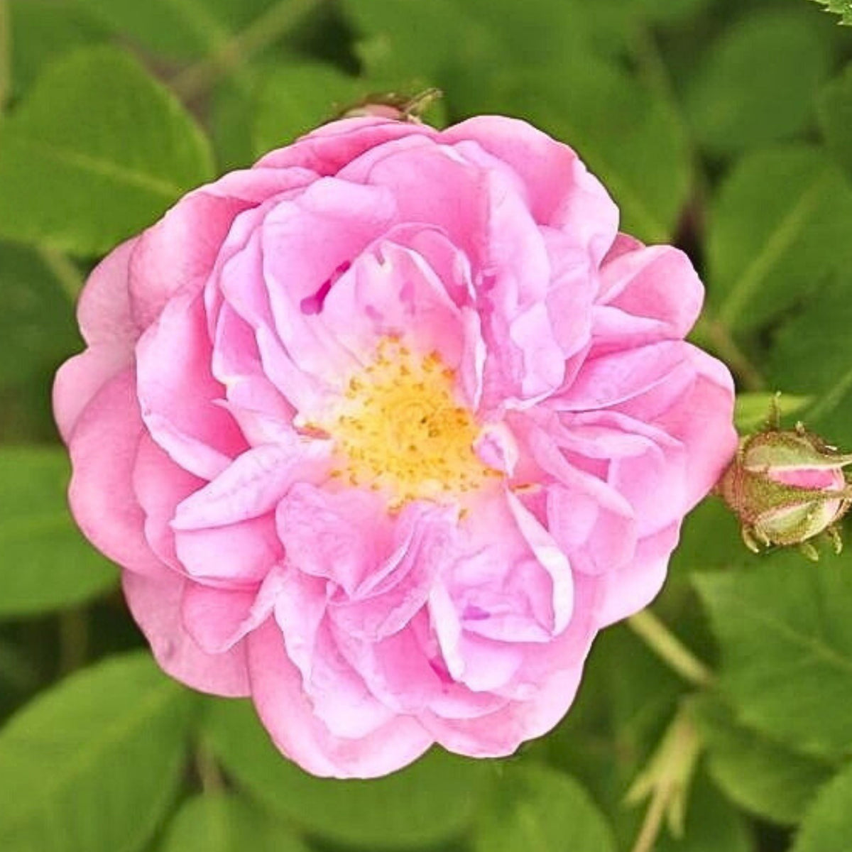 Rose Damascena Hybrid, Fresh Exotic Pink Rose Seeds, 30 seeds