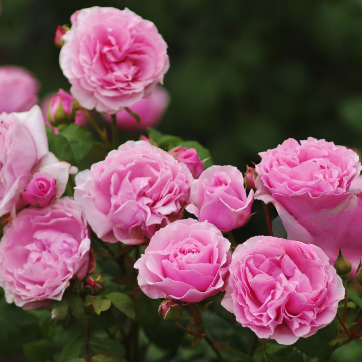 Rose Damascena Hybrid, Fresh Exotic Pink Rose Seeds, 30 seeds