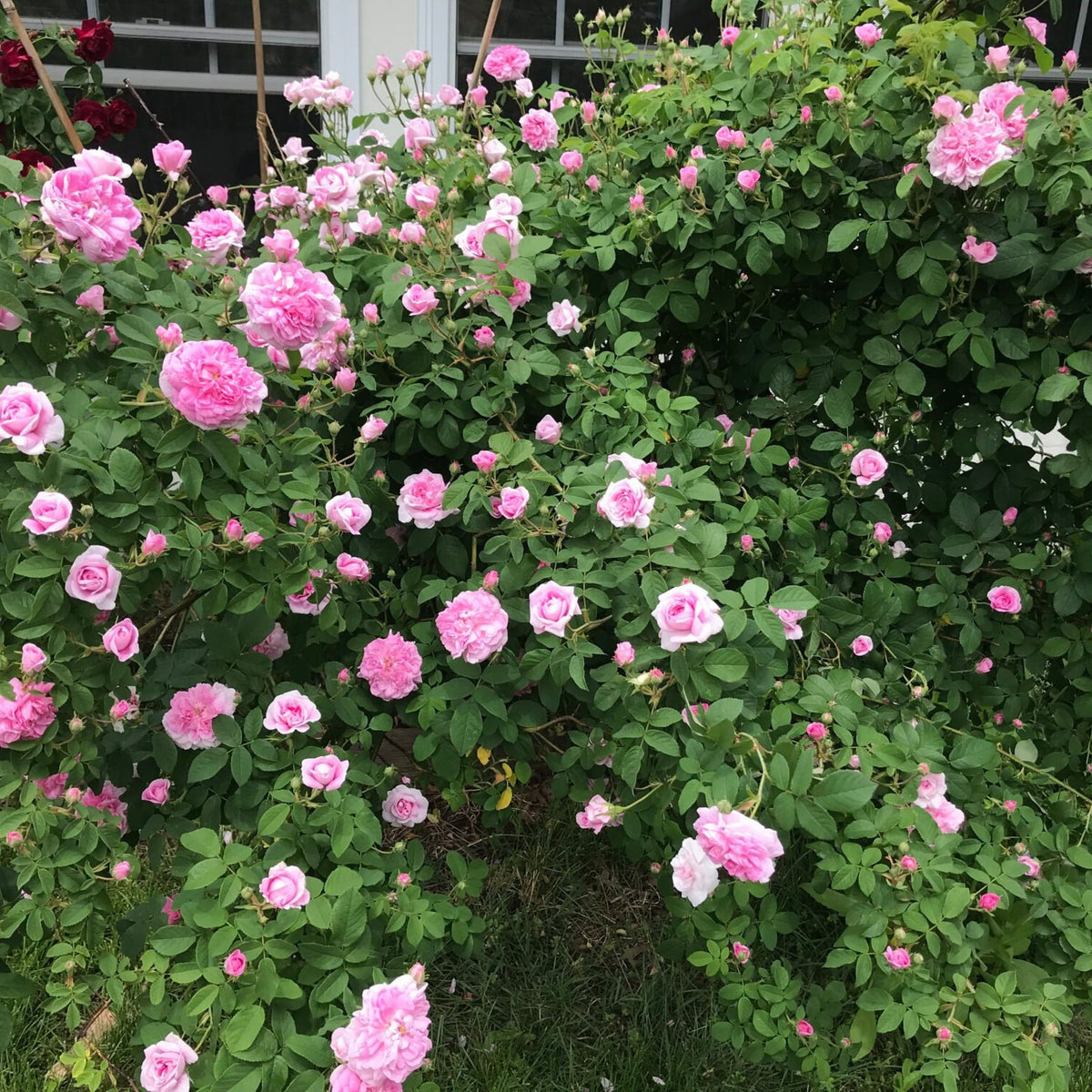 Rose Damascena Hybrid, Fresh Exotic Pink Rose Seeds, 30 seeds