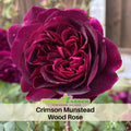 30 Rare Seeds|  Crimson Munstead Wood  Rose Seeds #1126-