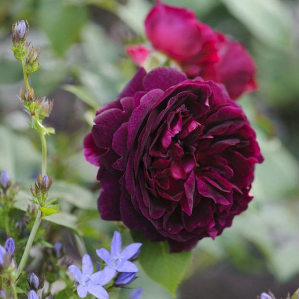 Crimson Munstead Wood Rose Seeds, 30 seeds