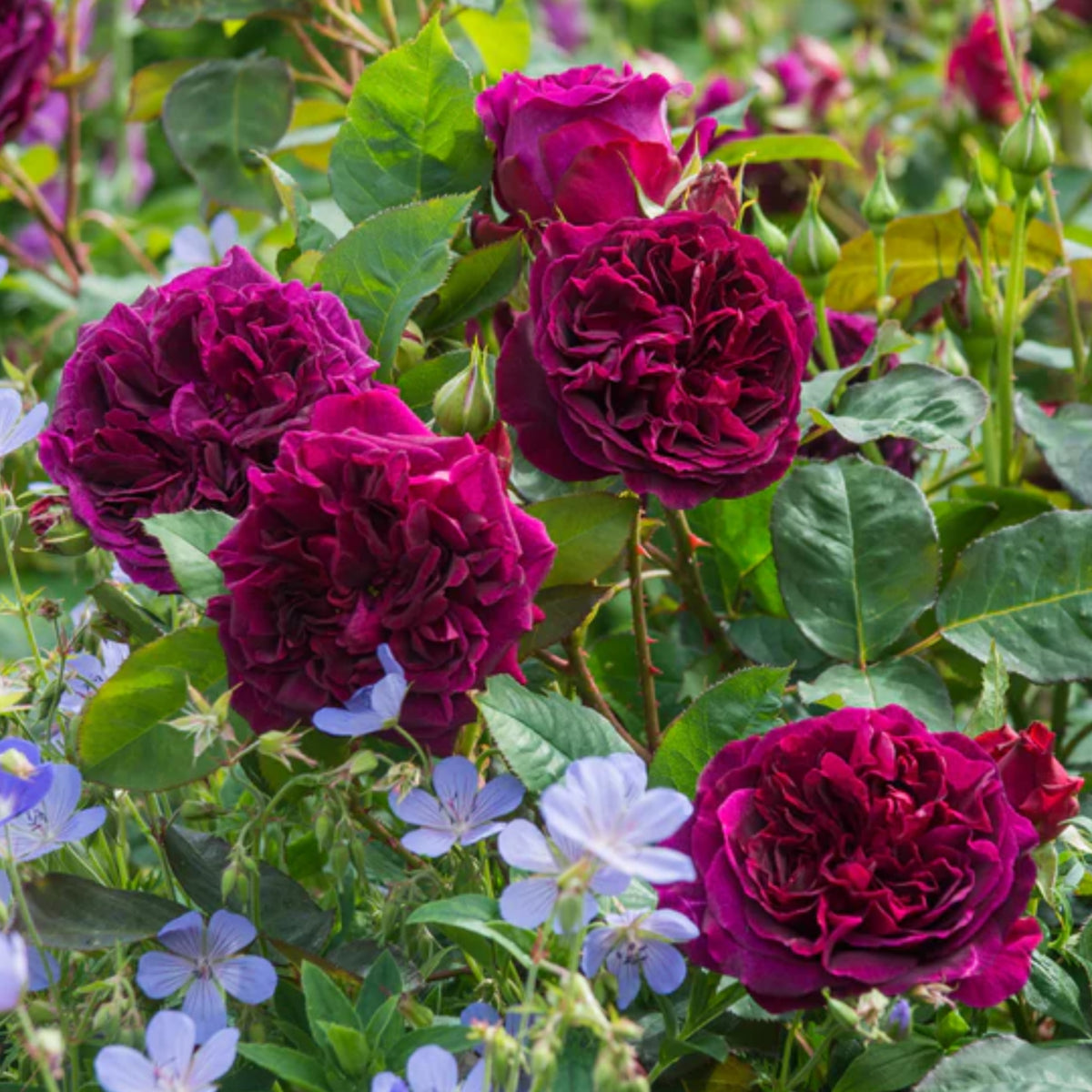Crimson Munstead Wood Rose Seeds, 30 seeds