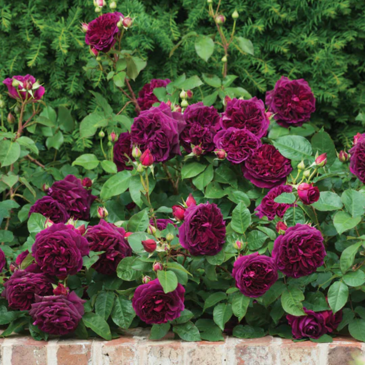 Crimson Munstead Wood Rose Seeds, 30 seeds