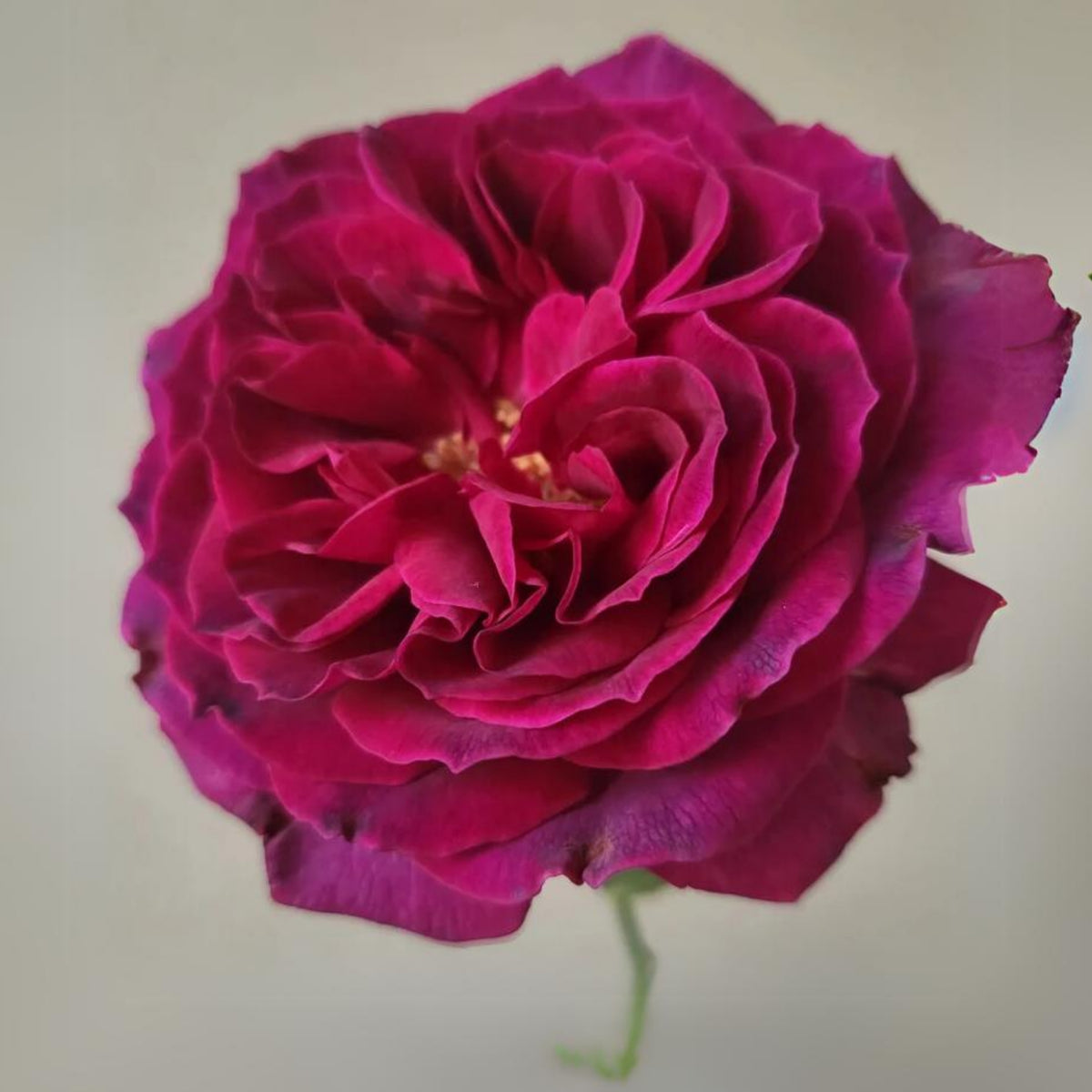 Crimson Munstead Wood Rose Seeds, 30 seeds
