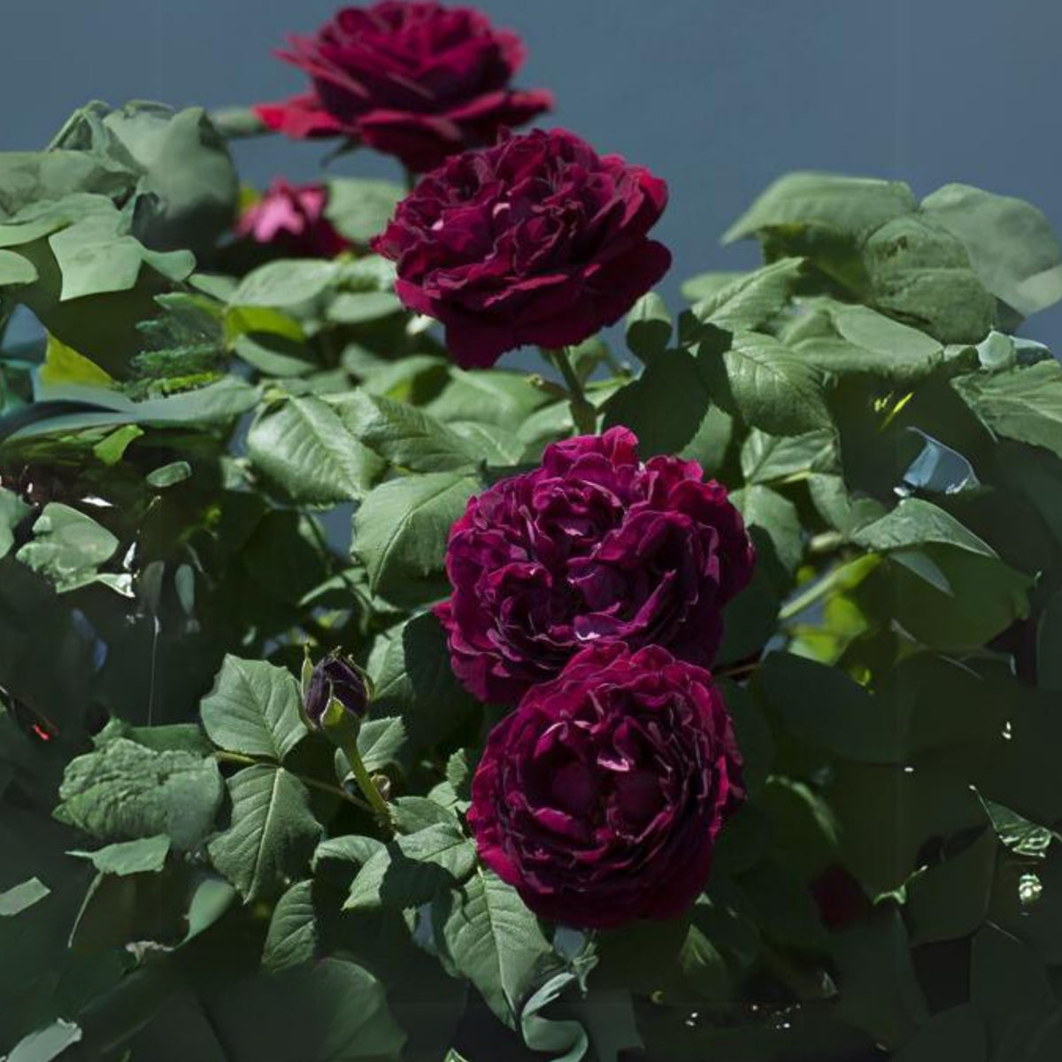 Crimson Munstead Wood Rose Seeds, 30 seeds